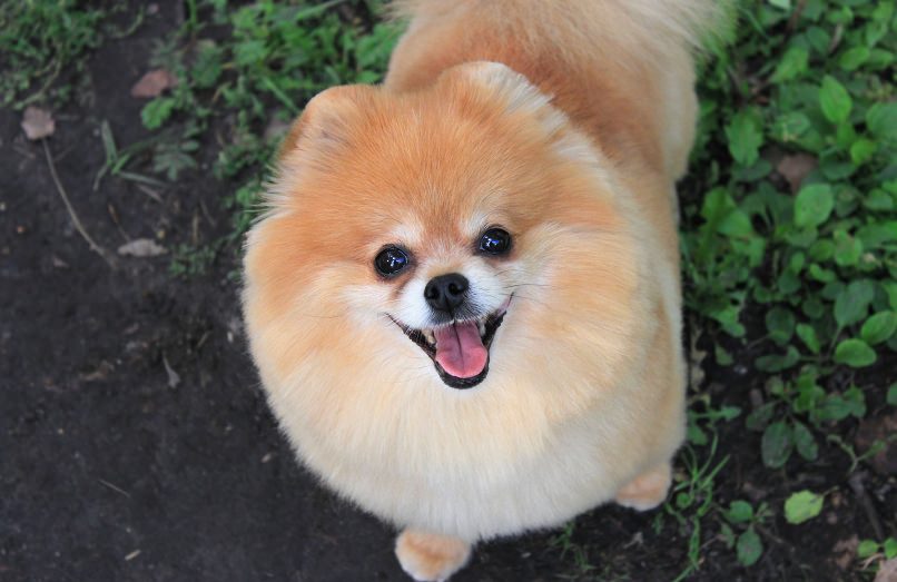 cute-pomeranian-dog.jpg