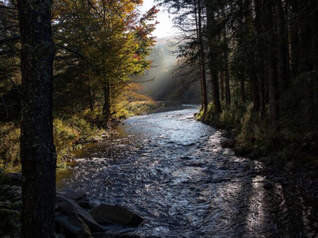 catskill-forest-640x480.jpg