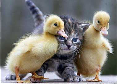 ducks-kitten-critterbuds-com.png