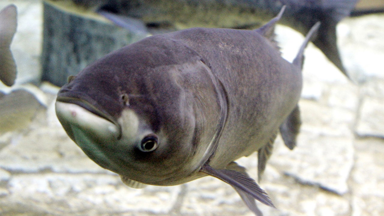 carp_1.jpg