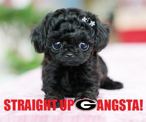 UGApoodle.jpg