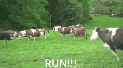 cows-running-away.gif