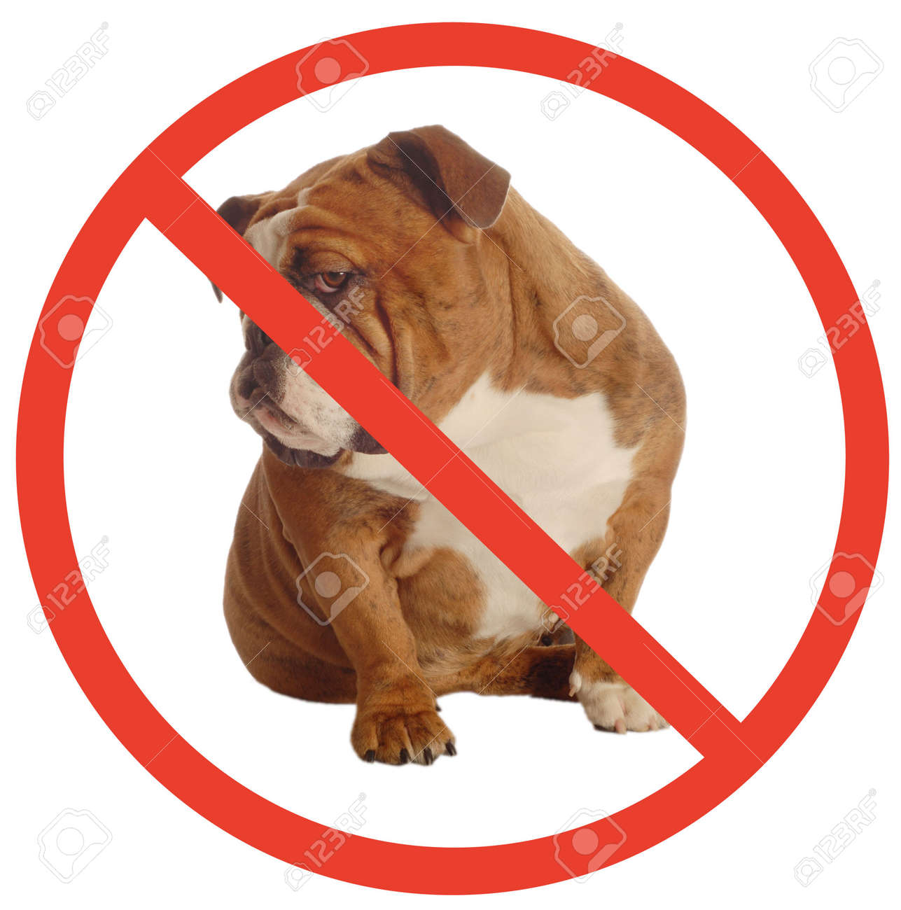 3785570-no-dogs-allowed-sign-with-an-annoyed-english-bulldog-as-the-dog-Stock-Photo.jpg
