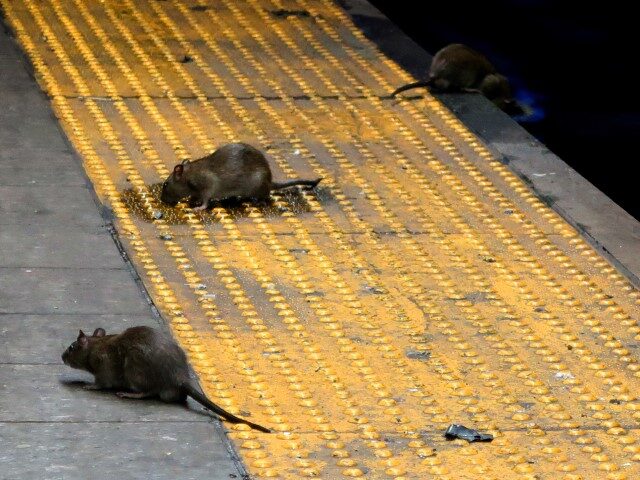 Rats-on-a-Subway-Platform-in-New-York-City-640x480.jpg