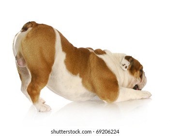 english-bulldog-bum-air-on-260nw-69206224.jpg