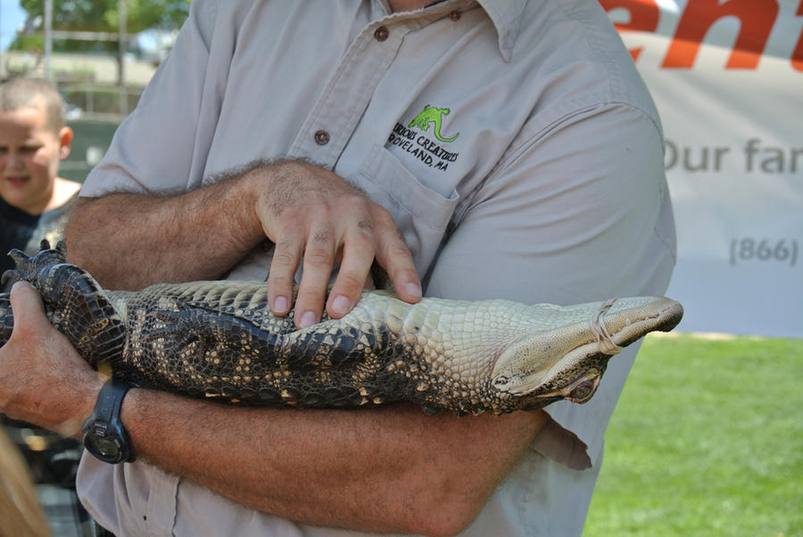 gator_belly_rub_by_miss_tbones-d5b67aa.jpg