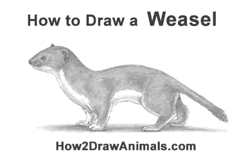 how-to-draw-common-least-weasel.jpg