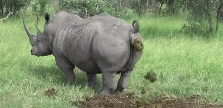 poop-rhinoceros.gif