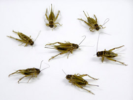 crickets.jpg