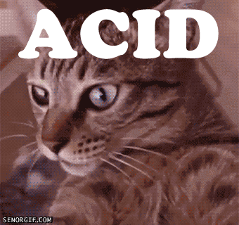enough-acid-and-cats-can-see-the-conspiracy