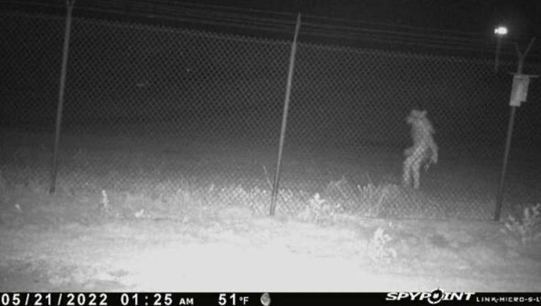 Mysterious-figure-spotted-in-Amarillo-Zoo-Photo-courtesy-of-City-of-Amarillo.jpg