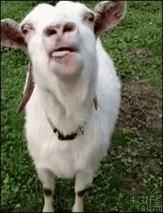 goats-licking.gif