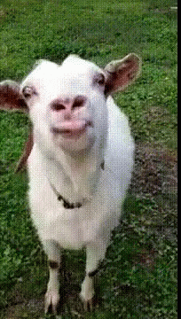 goat-goat-lick.gif