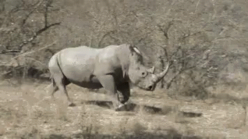 rhino-running.gif