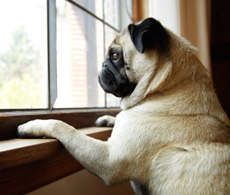 pug-staring-out-window-iStock_000015811630-335lc041014.jpg