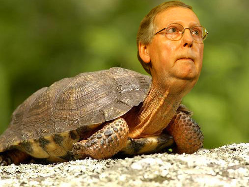 mcconnell-turtle.jpg